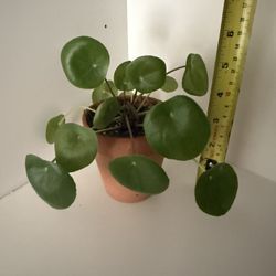 Houseplant Chinese Money Plant