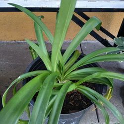 Amaryllis Lily Plant/ Planter 