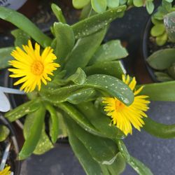 Glottiphyllum longum and stand alone succulents at lower than retail prices
