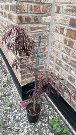 Crimson queen Japanese maple