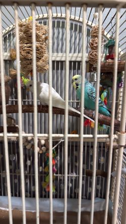 Parakeets with Cage