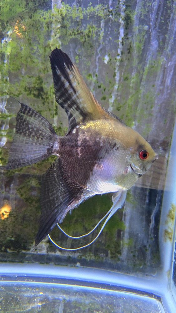 Fish Aquarium
