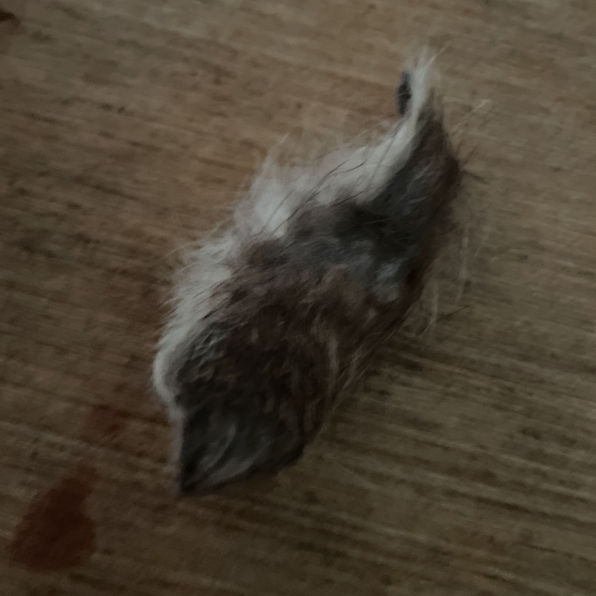 Real Fur Rabbits Tail For Trinket Wears.