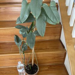 Beautiful Philodendron Silver Sword Plant 