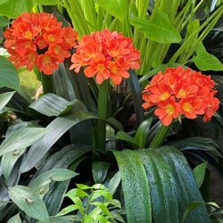 Clivia Plant