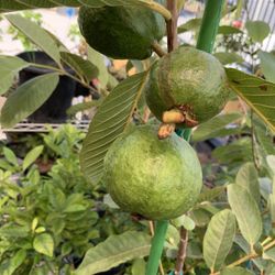Beautiful Healthy Crunchy Big Guava Plant