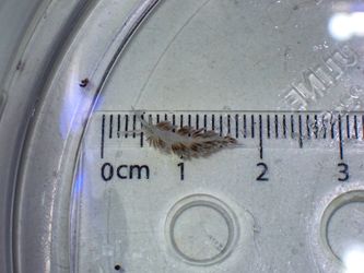 FAKE Berghia Nudibranchs