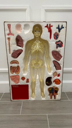 Human Anatomy Skeleton Anatomy Humana Serima Kit Corpo Umano Nuovissimo