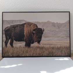 Buffalo Wall Canvas 