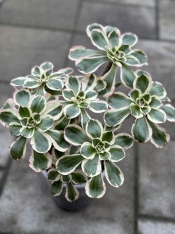 Aeonium Zeus Cluster