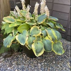 Stunning Extra Large Hosta Display Planter Containing Multiple Plants In Extra Large Ceramic Pot With Ceramic Saucer
