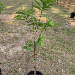 Sugar Apple Tree With Flower (5 Ft Tall)