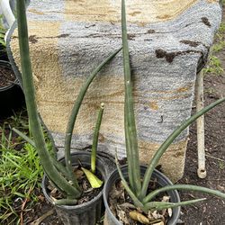 Cylindrical Snake Plant