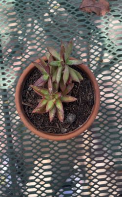 Succulent Plant