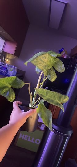 Rare House Plant For Sale