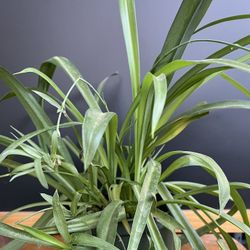 HERMOSAS PLANTAS NATURALES “LISTÓN O ARAÑA PLANT 