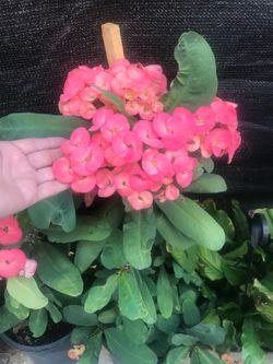 Corona de Cristo Flor Grande