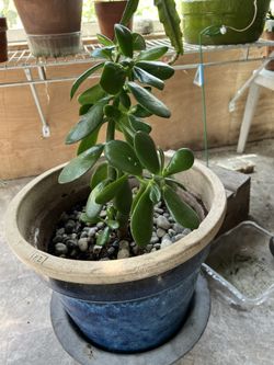 Potted jade Plant Live, lucky plant, money Tree