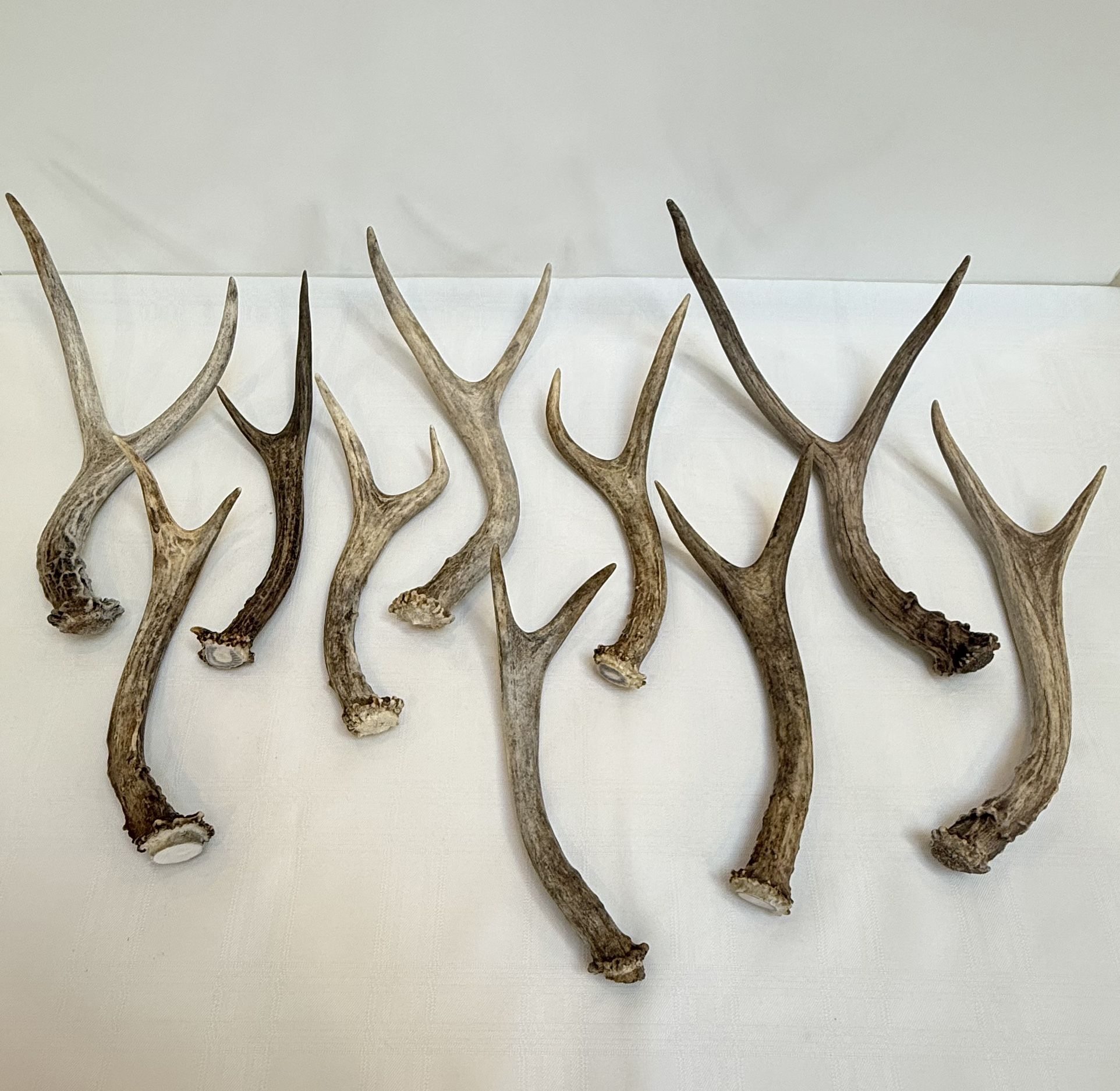 Small Deer Antlers Natural Sheds | Genuine Deer Antlers | $23 Ea.
