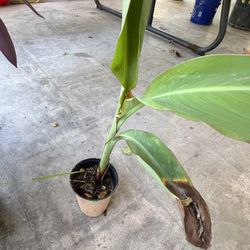 Small Plant