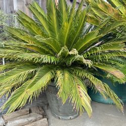 Large Sago Palm 2 Ea. $175 Per, Two For $300