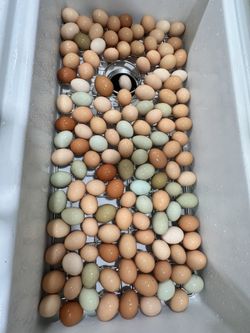 Hatching Eggs