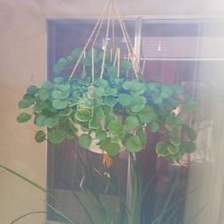 Creeping Charlie/ Spider Plant. $20 For Charlie/ $10 For Spider