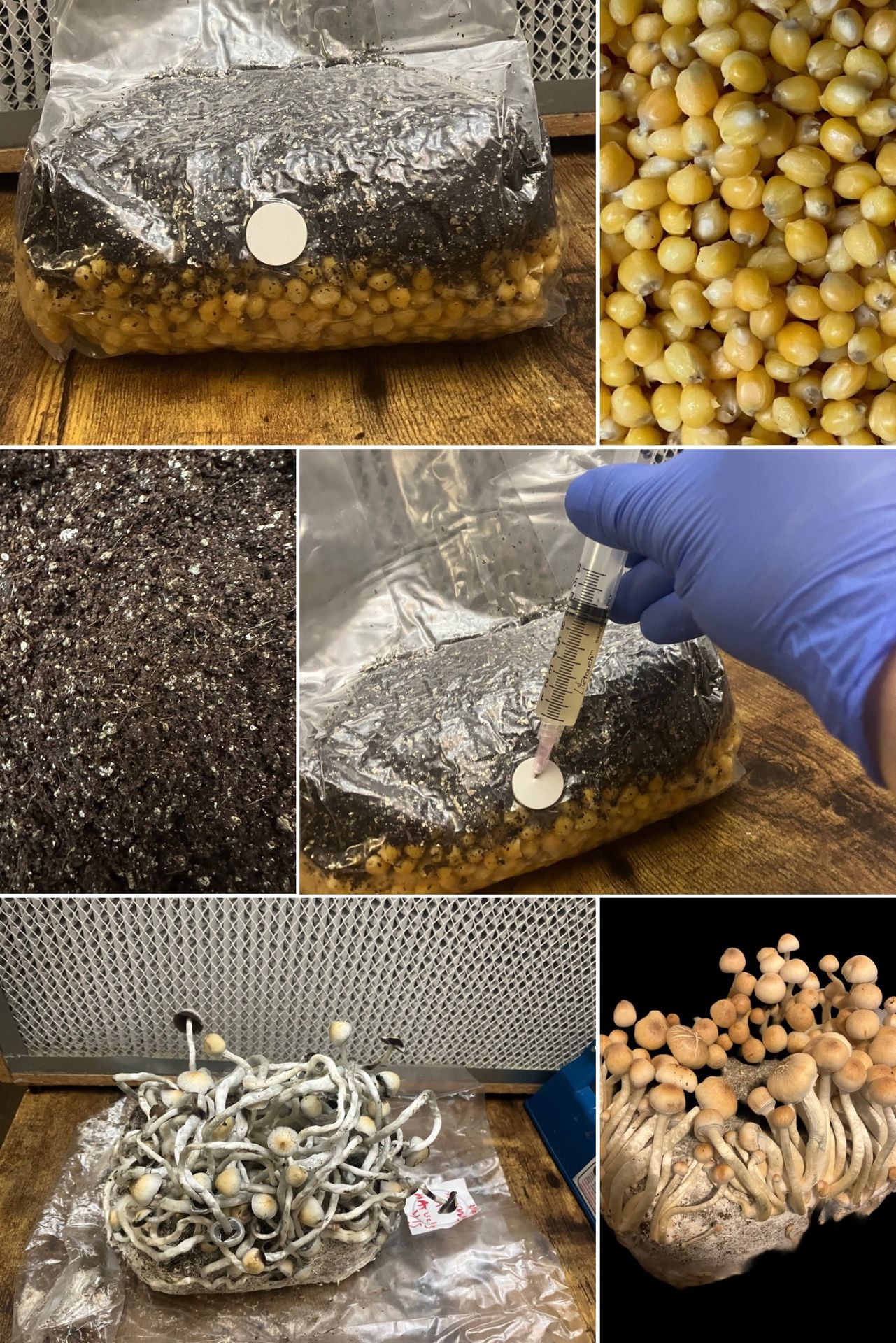 Mushroom All-In-One Grow Kits