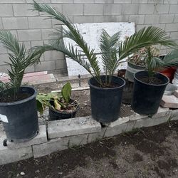 Sago Palms