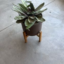 Decorative Plant