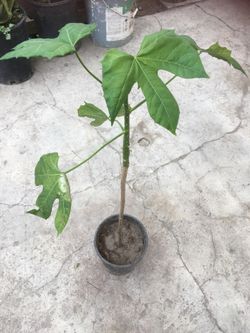 Planta de Chaya