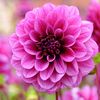 Dalia