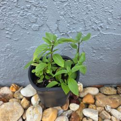 Thai basil