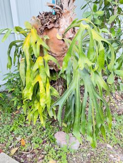 Stag horn ferns
