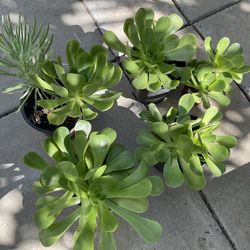 Plant Sale Different Succulents , Plant Them Now