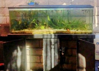 60 Gallon Fish Tank With Stand