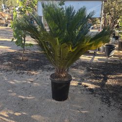 SAGO PALM