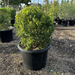 Japanese Boxwood Globe