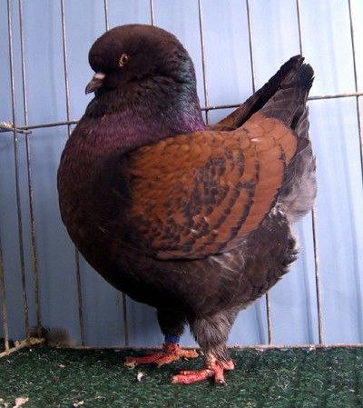 Pigeons King's, Modena, Giant Runt
