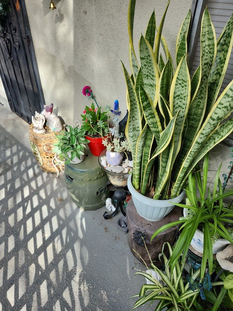 Big Plant Yard Sale π΅ βοΈ πΉ π΄