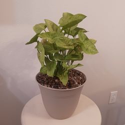 $10 ARROWHEAD PLANT