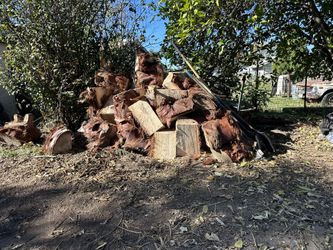 Palm Tree Stumps About 40 Pieces Best Offer