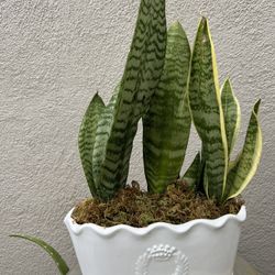 Indoor Snake Plant 