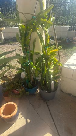 Dragon Fruit Trees (10)