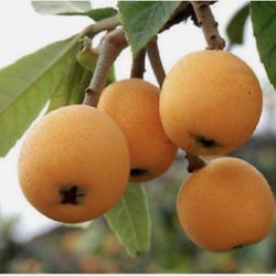 Japanese Medlar / Loquat / Eriobotrya Japonica 