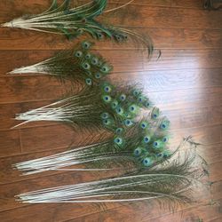 Peacock 🦚 Feathers 🪶 