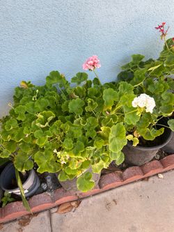 Geranium plant