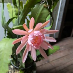 Epiphyllum Plant