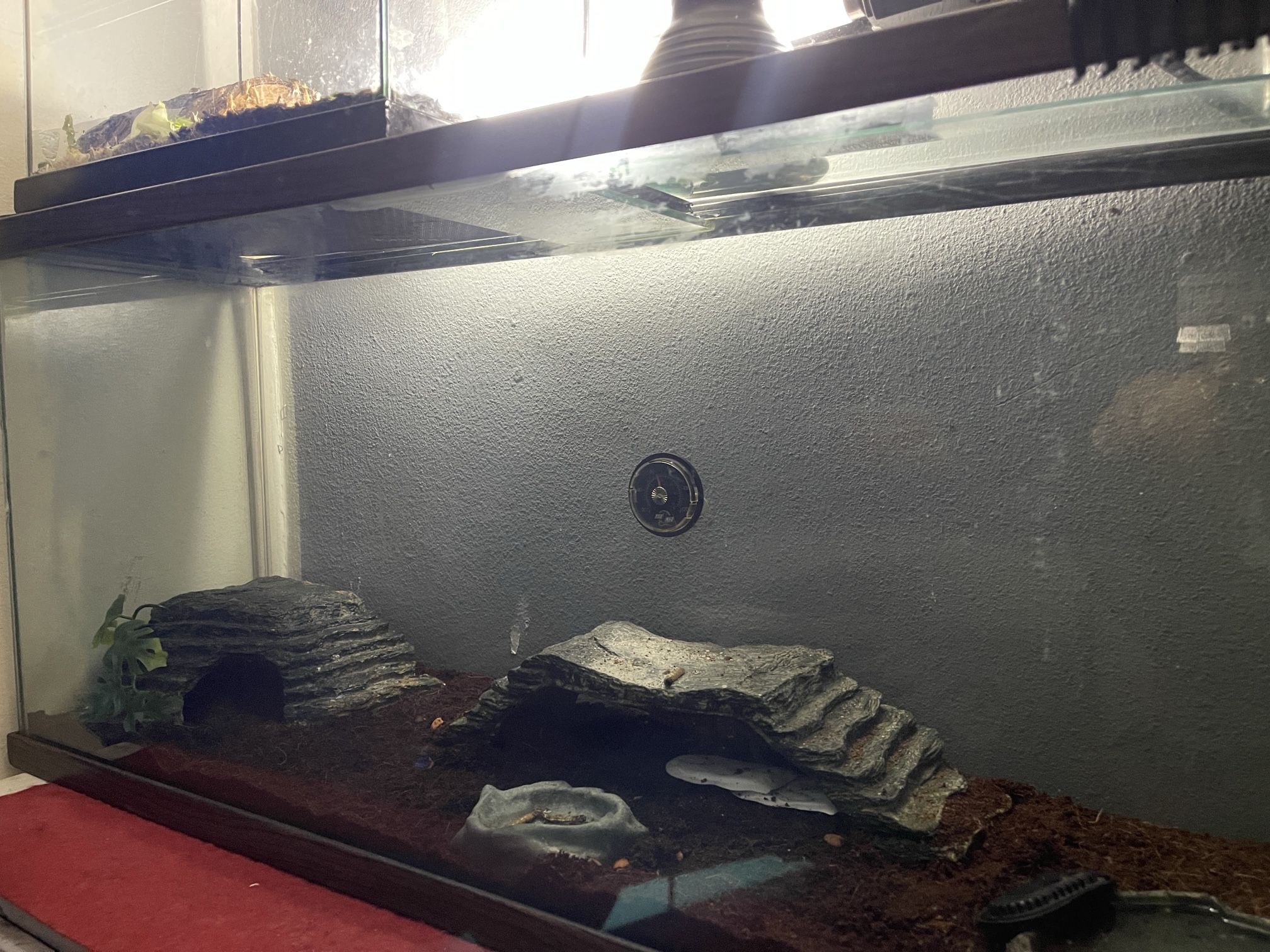 40 Gallon Tank
