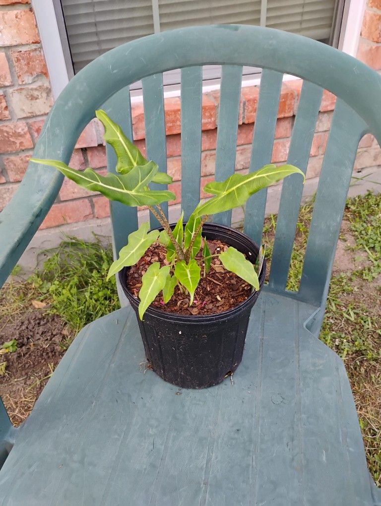 Alocasia Sarian Plant
